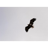 ОРЛАН-БЕЛОХВОСТ (2).JPG